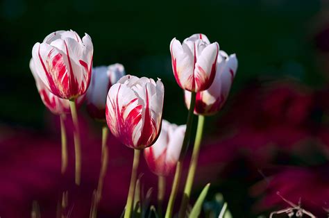Planting Tulip Bulbs In Winter For Spring Blooms The Old Farmers Almanac