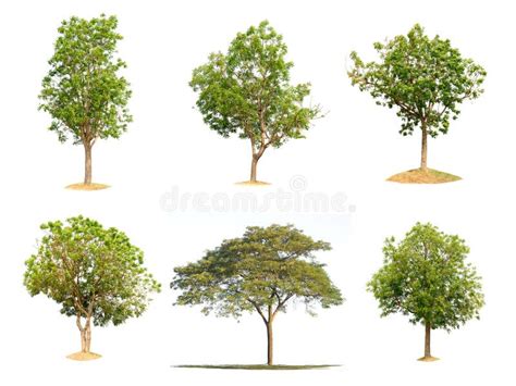 Collection Trees Of Isolated Stock Image Image Of Object Isolated