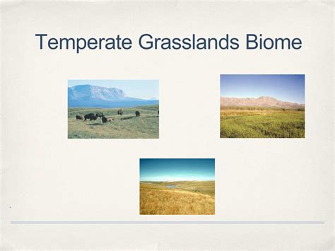 Temperate Grassland Animals List