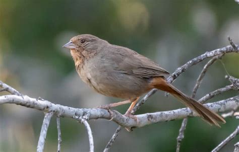 9 Birds That Look Like Cardinals But Are Not With Side By Side Photos