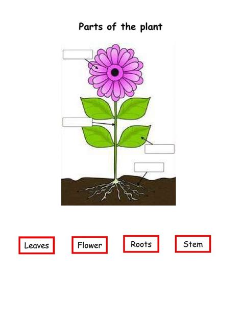 Parts Of A Plant Interactive Exercise For Preparatoria You Can Do The