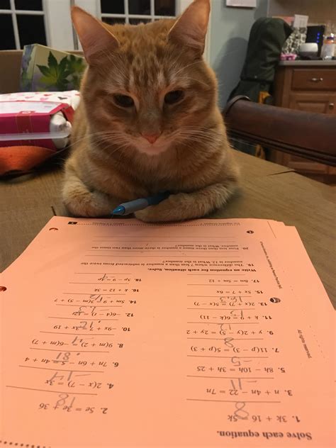 Heres My Adorable Cat Doing My Homework For Me Raww