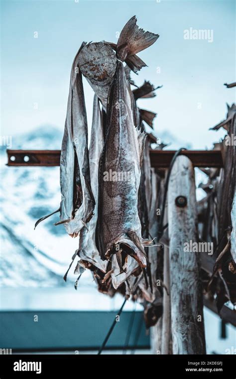 Stockfish Norway Lofoten Stock Photo Alamy