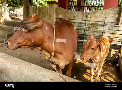 A Vechur Cow And Her Calf At Philipkuttys Farm A Luxury Holiday Resort In Kottayam In The