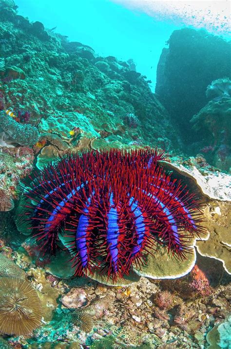 Crown Of Thorns Starfish Photograph By Georgette Douwma Pixels
