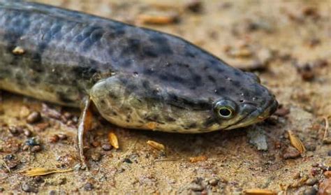 Northern Snakehead Fish Invasive Species That Can Survive On Land