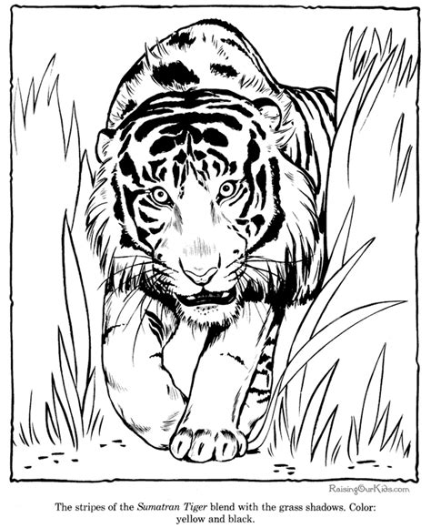 Get This Tiger Coloring Pages To Print For Free 37011