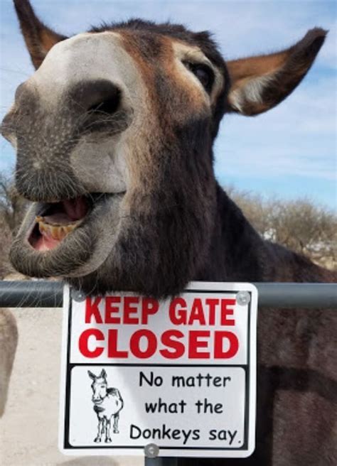 Pin By Donnie Gulledge 🦅 On The Funny Side Donkey Cute Donkey Funny