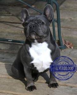 Three lilacs and 2 blues that carry choc. Exotic Rare Colors - Blue French Bulldog puppies