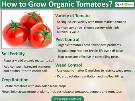 Efficient Organic Tomato Farming Organic Facts