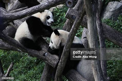 Giant Panda Cub Bei Bei Plays With His Mother Mei Xiang At The David