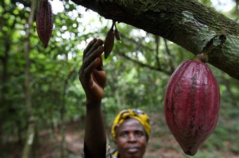 Life In Africa Cocoa Production And Exports Plunge In The Ivory Coast