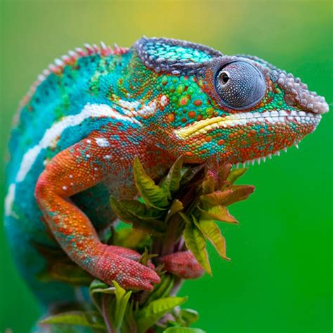 25 Amazing Chameleon Pictures