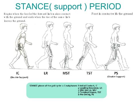 Normal Gait Cycle