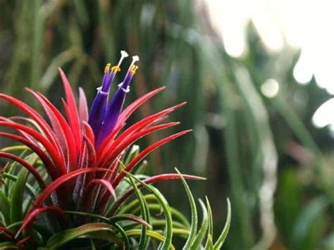How Do Bromeliads Survive In The Rainforest Explained Leafyjournal