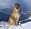 Puma - Wiki Reino Animalia