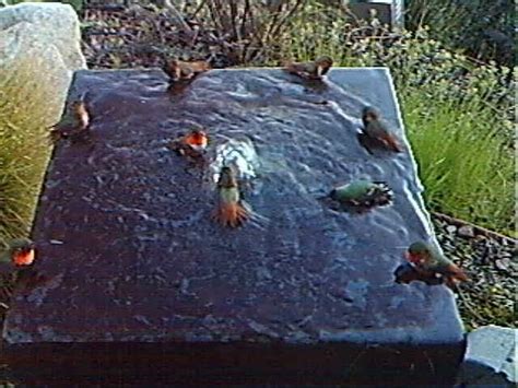 Hummingbirds love a sphere shaped fountain. Humming Bird Bath Time - Gottlieb Native Garden on Vimeo