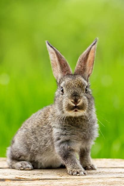Free Photo Portrait Of A Cute Fluffy Gray Rabbit With Ears On A