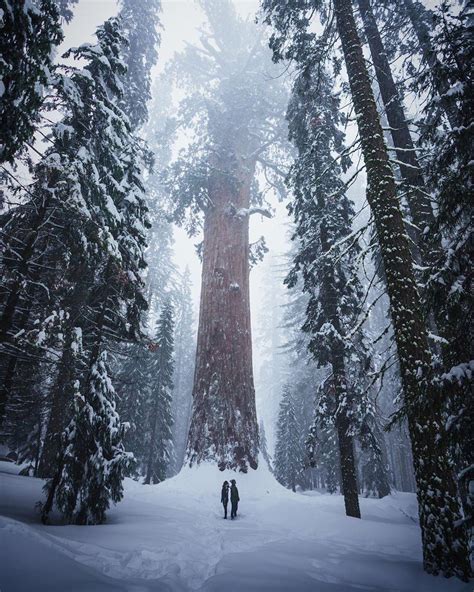 Sequoia National Park In The Winter Rpics