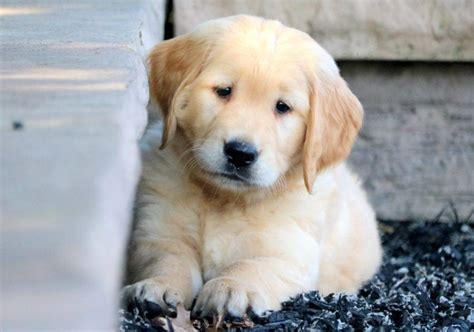 Are you interested in adopting a healthy golden retriever puppy? Macho | Golden Retriever Puppy For Sale | Keystone Puppies