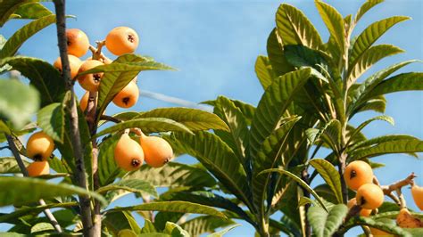 Download Loquat Plant Fruits Blue Sky Wallpaper