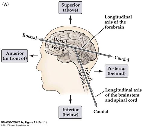 Anatomical Planes And Directions Of Neuroanatomy Above The Midbrain