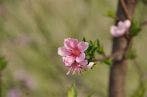 Peach Blossom Flowers Branch Pink Free Photo On Pixabay Pixabay