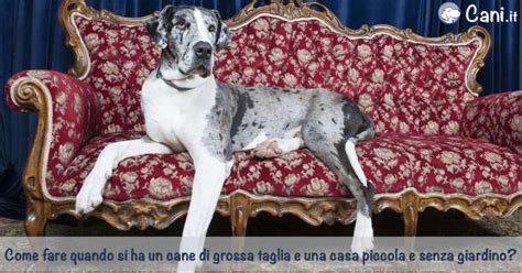 Morgana è una dolcissima cagnolina taglia piccola sui 10 kg: Come fare quando si ha un cane di grossa taglia e una casa ...