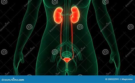 Sistema Urinario Femenino Riñones Con Anatomía De Placa Stock De
