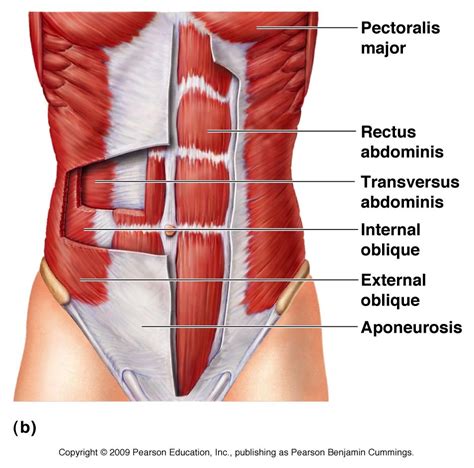 Abdominal Muscles Layers