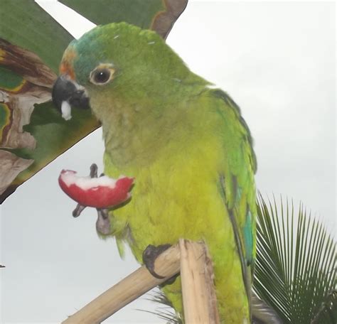 What Are Good Parrot Names 100 Name Ideas For Macaws And More Pethelpful