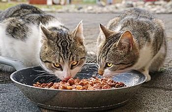 Our wet recipes for cats combine natural, premium proteins to deliver a balanced diet full of the nutrients your cat needs for a lifetime of wellbeing, no matter her life stage or unique. Best Hydrolyzed Protein Cat Food for Your Cat - Petminco.com