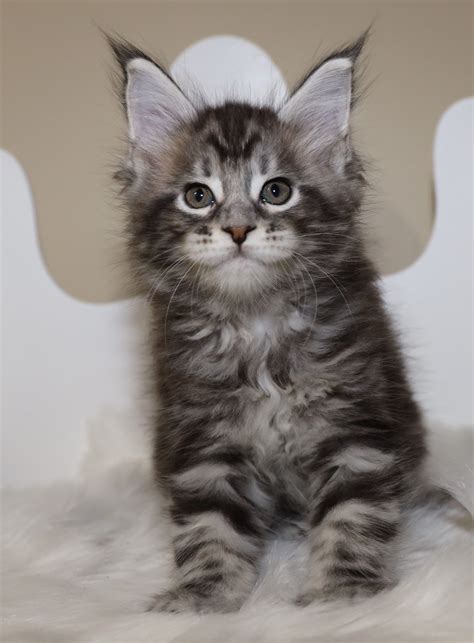 Visit my website for availability and. Available Maine Coon Kittens for Sale - Large Maine Coon ...