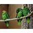 Amazon Parrot Breed Information  Temperament Facts UK Pets