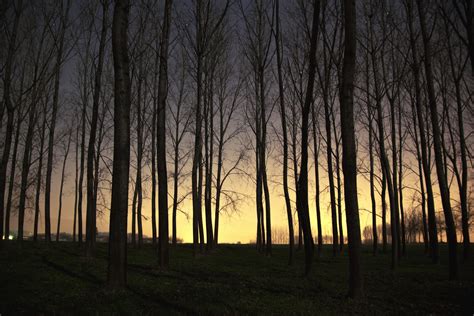 Landscape Sunset Forest Trees Dead Trees Wallpapers Hd
