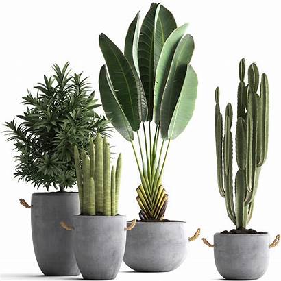 3d Plants Exotic Models Plant Pot Cgtrader