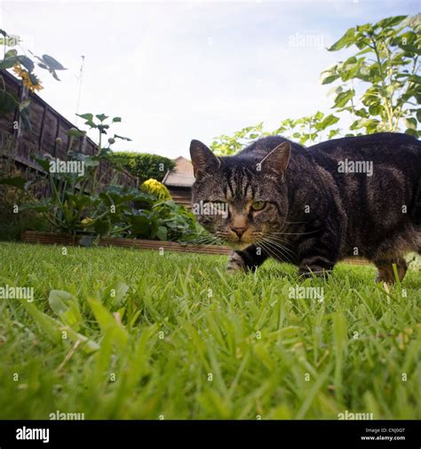 Cat Prowling Domestic Hi Res Stock Photography And Images Alamy