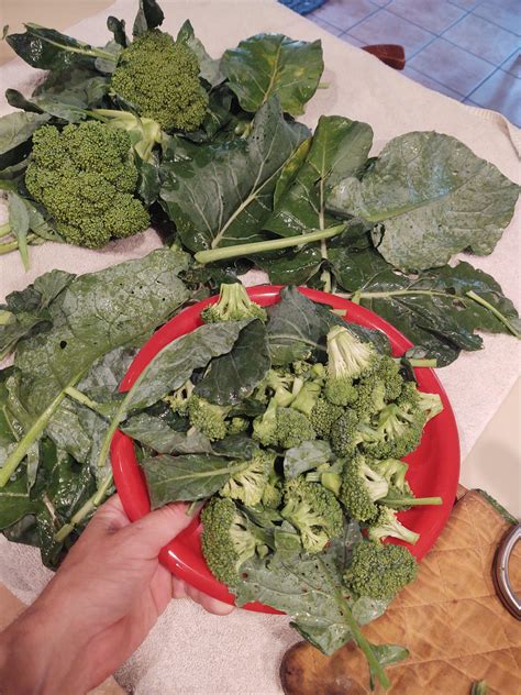 My First Ever Broccoli Harvest Rvegetablegardening