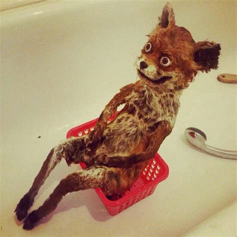 12 More Disturbing And Funny Examples Of Taxidermy Oddee