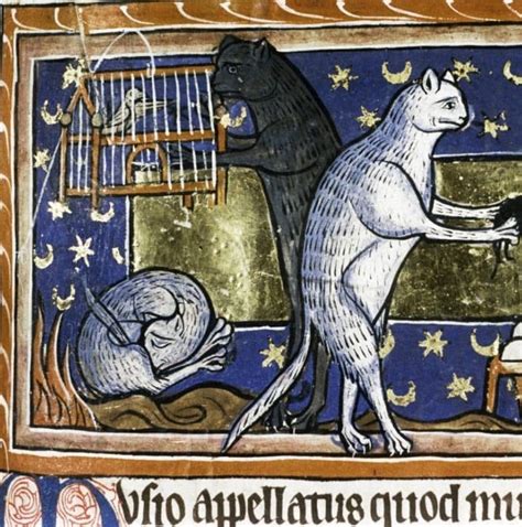 I Gatti Nel Medioevo La Verità Sulle Loro Condizioni Di Vita Prometeo Magazine