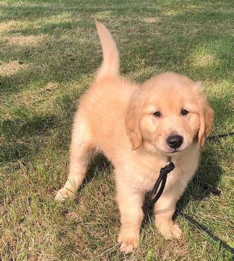 Penny Female Golden Retriever Puppy For Sale Mans Best