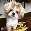 Top 10 Popular Shih Tzu Haircuts 30  Pictures Page 5 Of The Paws