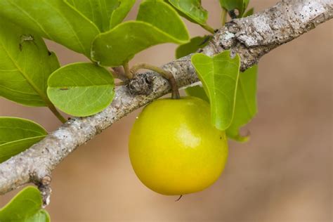 Ximenia Americana Fruit Local Name For This Plant Is Nance Flickr