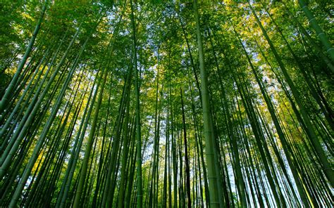 Bamboo Forest Hd Wallpaper Pixelstalk Net