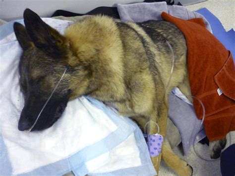 Dog Owners Mental State A Question After German Shepherd Found In