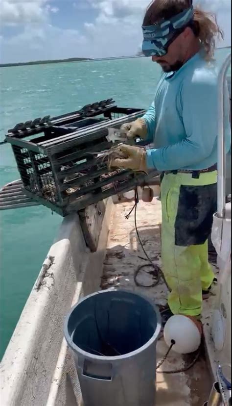 Commercial Lobster Season Off To A Good Start As Keys Fishermen Deal