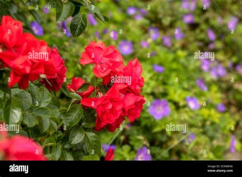 Flower Carpet Scarlet Hi Res Stock Photography And Images Alamy
