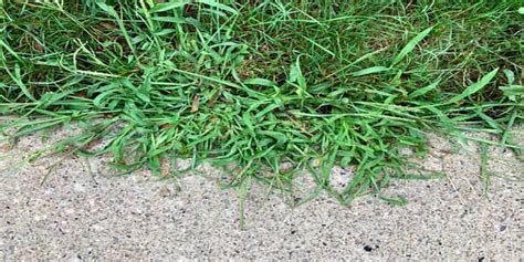 The Difference Between Crabgrass And Coarse Fescue Pride In Turf