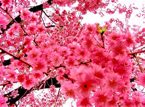 Pink Cherry Blossoms In Spring Pink In Nature Sakura Tree Spring