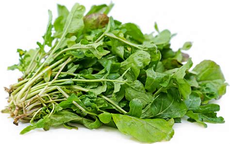 Arugula Information And Facts